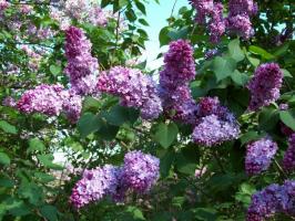 Élagage de printemps lilacs - pourquoi et comment la conduite