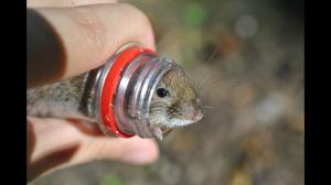 Antiquated moyen d'attraper toutes les souris dans la maison