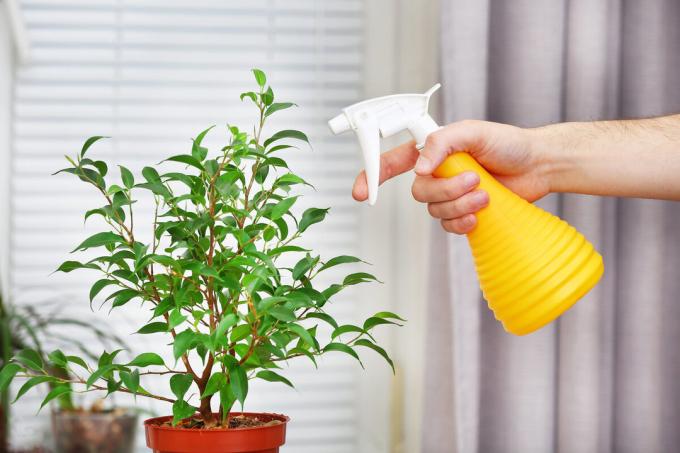Ne pas oublier les plantes d'intérieur pulvérisation régulière et fréquente. Ceux qui ne sont pas contre-traitement hydratant. Je marche avec un jet autour de l'appartement tous les jours. Bien que parfois il arrive que manquer