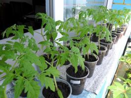 Pourquoi ne pas semer la tomate semis trop tôt