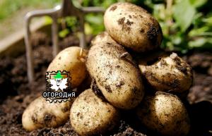 Comme les pommes de terre Kartos plantés - une expérience unique de l'abonné
