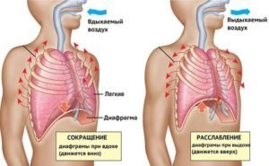 La respiration abdominale: les avantages et les inconvénients, les appareils, des critiques