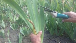 Comment couper les fleurs fanées Iris? Les conseils de jardiniers expérimentés