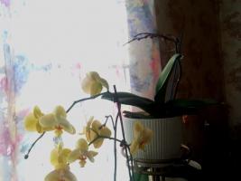 L'acide succinique ne va pas aider les orchidées. Le principal mythe de l'Internet