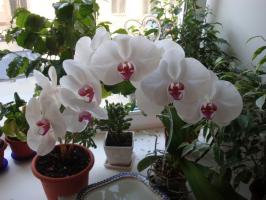 Combien et à quelle fréquence épanouies orchidées à la maison