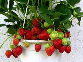 Comment collecter les fraises sur la toute windowsill l'année 🍓