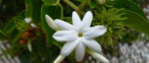 5 conseils importants pour la croissance Jasmine House