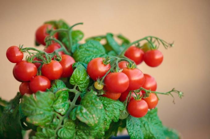 Si vous avez essayé de faire pousser des tomates à la maison, partager votre expérience dans les commentaires sur l'article! Les illustrations sont prises pour la publication sur Internet