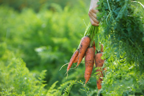 Une excellente récolte de carottes! (Userapi.com)