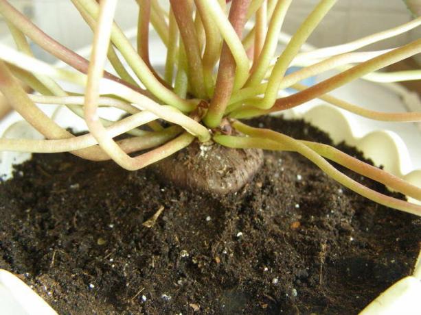 cyclamen santé après la transplantation. Note: Comme toutes les plantes tubéreuses, cyclamen aime un sol meuble. Photo: Yandex. images