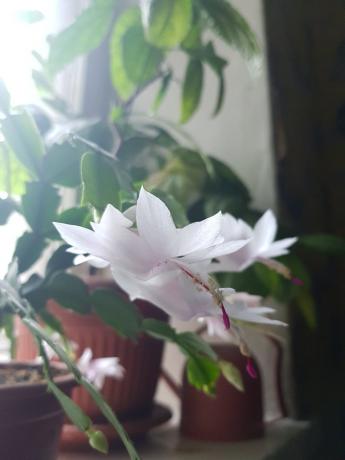 Donc, mon décembristes blanc-rose fleuri l'année dernière