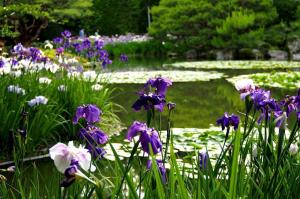 7 raisons pour lesquelles les iris dans votre jardin à fleurs. Guide complet du producteur