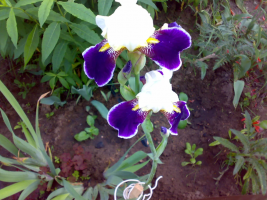 Posada en Septembre barbu iris. Pourquoi ne pas fleurir en été. atterrissage nuances