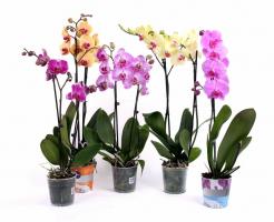 3 façons correctes de ruiner votre phalaenopsis