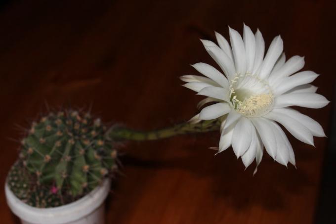 cactus en fleurs à la maison