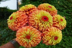 Comment zinnias des plantes, pour obtenir une floraison luxuriante.