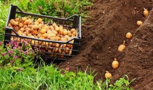 Qui sera condamné à une amende pour les pommes de terre de plantation personnelle?