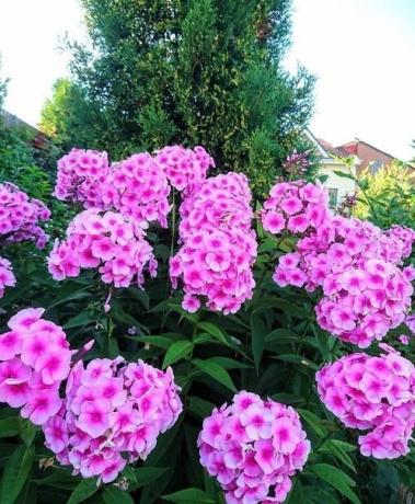 Vivaces phlox - décoration parfumée de mon jardin