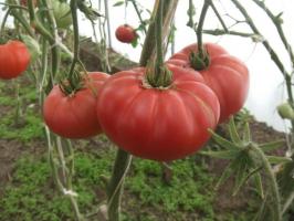Tomate célèbre Minusinsk. Variétés testées avec le temps