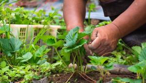 Traitement et fertiliser les fraises en Août: les buissons et la santé des cultures est entre nos mains