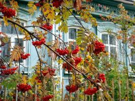 Oh, Mère Russie: 6 plantes pour le jardin avec les couleurs nationales