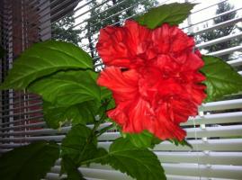 Rose chinoise (Hibiscus) ne fleurit pas à la maison: pourquoi cela arrive et quoi faire?