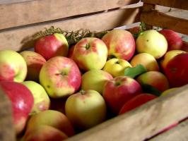 Comment garder les pommes jusqu'au printemps