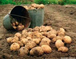 En raison de ce que la pomme de terre a cessé d'être si savoureux que dans les vieux jours?