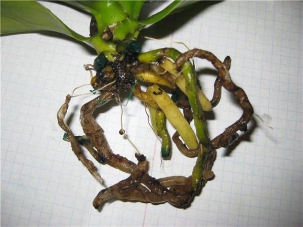 racines pourries Phalaenopsis