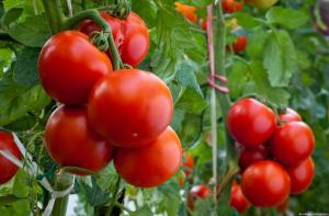 Quatre erreurs lorsque les tomates, qui se traduisent par un faible rendement