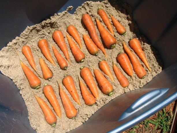 Exemple de photo du stockage de carotte (illustration dans l'article sont prises d'un accès gratuit à Yandeks.Kartinki)