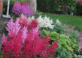 Astilbe: les subtilités de la culture et la plantation