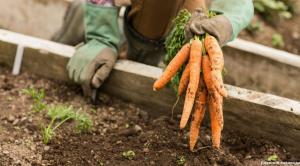 Les carottes poussent sur les méthodes coréennes