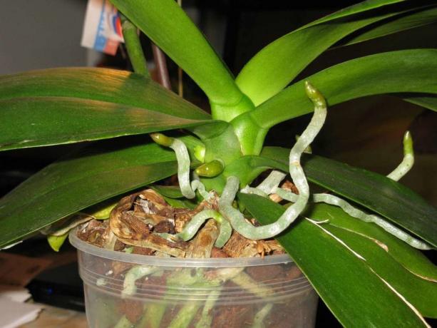 Les racines aériennes poussent des orchidées Phalaenopsis vie