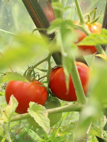 Sweet Tomatoes - résultat correct de techniques agricoles
