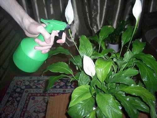 Spraying aspirine Spathiphyllum