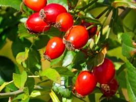 Les avantages de cynorrhodons. Berry peut porter préjudice au corps