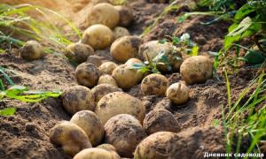 Augmente la durée de conservation des pommes de terre à plusieurs reprises