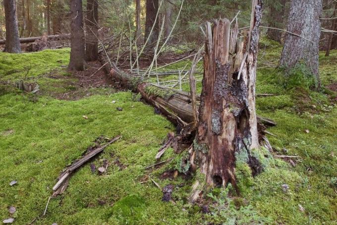 La loi sur valozhnike - qui peuvent être récoltés dans les bois, et quand?
