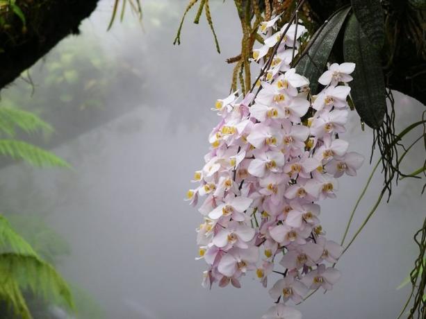 Phalaenopsis orchidée dans la nature. Photo de l'article, je pris à l'Internet