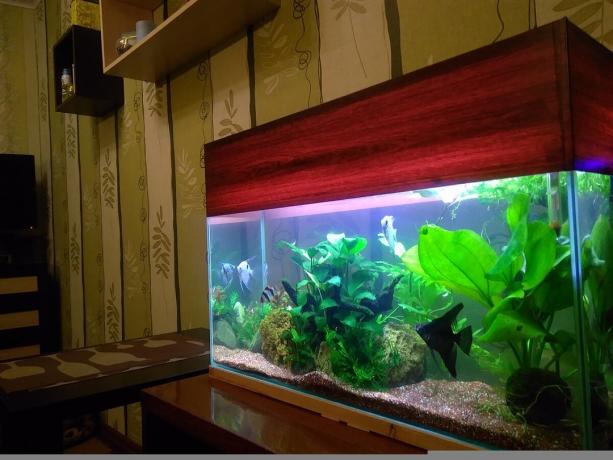 Cet aquarium est de 80 litres, et donc veulent 400!