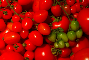 5 variétés tolérantes à l'ombre de tomates