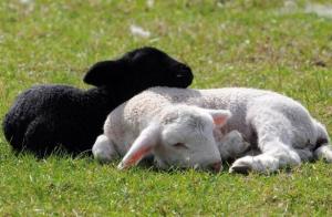 La viande et la laine: comment élever des moutons dans sa ferme