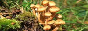 Comment les champignons des plantes sur votre site