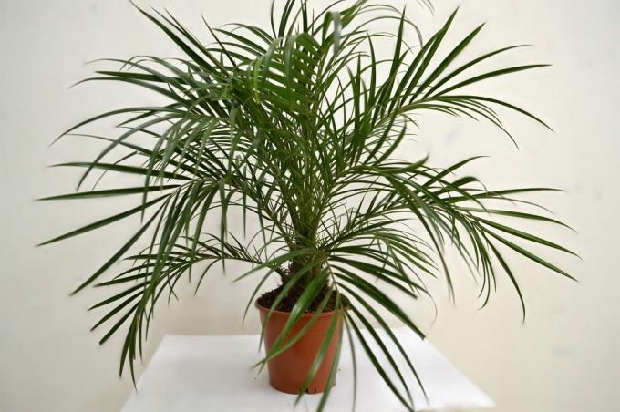 palmier dattier - vivant Décoration d'intérieur