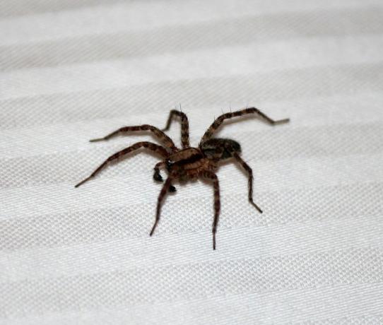 Les signes d'araignées dans l'appartement | ZikZak