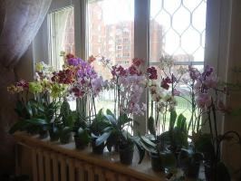 Soin de l'été phalaenopsis par mois: tous les détails