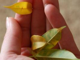 Pourquoi Ficus Benjamin jaunissement et comment aider une belle plante