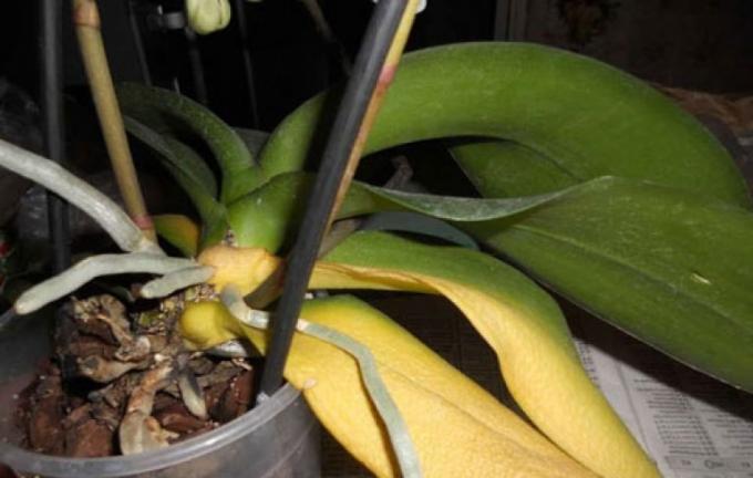 Si vous avez perdu toutes ses feuilles, vous ne survivrez pas lui-même Phalaenopsis!