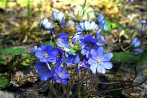 5 plantes de printemps dans un parterre de fleurs, la floraison en Mars et Avril